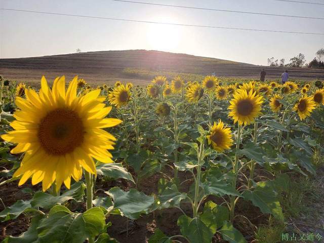 金色季节之温榆河公园西园（上）， 万朵葵花向阳开