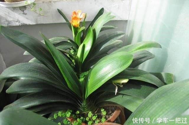 君子兰不见长，是僵苗还是养护不当教你“4招”，快速恢复活力！