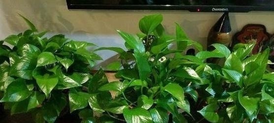 家里养花不要瞎眼！这6种花旺财又养人，有2种花是大忌！