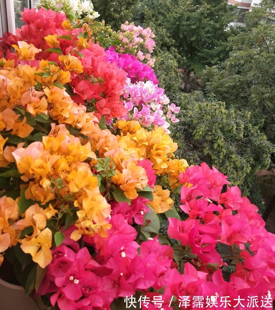 修剪|养三角梅，学老师傅的“4招”，五月花芽“嗖嗖冒”，1茬又1茬