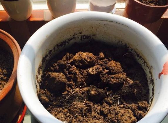 养花肥难找这玩意到处都是,捡来做肥料,花草长得枝粗花多