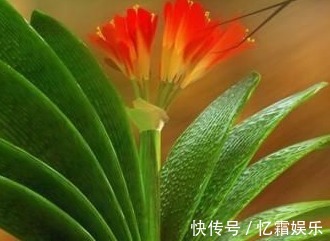 秘诀|君子兰很难养养花30年的王大爷告诉你养花秘诀,养啥都爆满盆