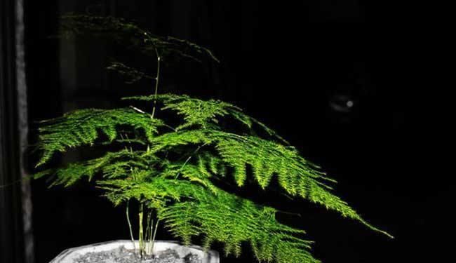 清新|客厅养花,不用多,6盆就能旺一年,空气小清新,常年绿油油