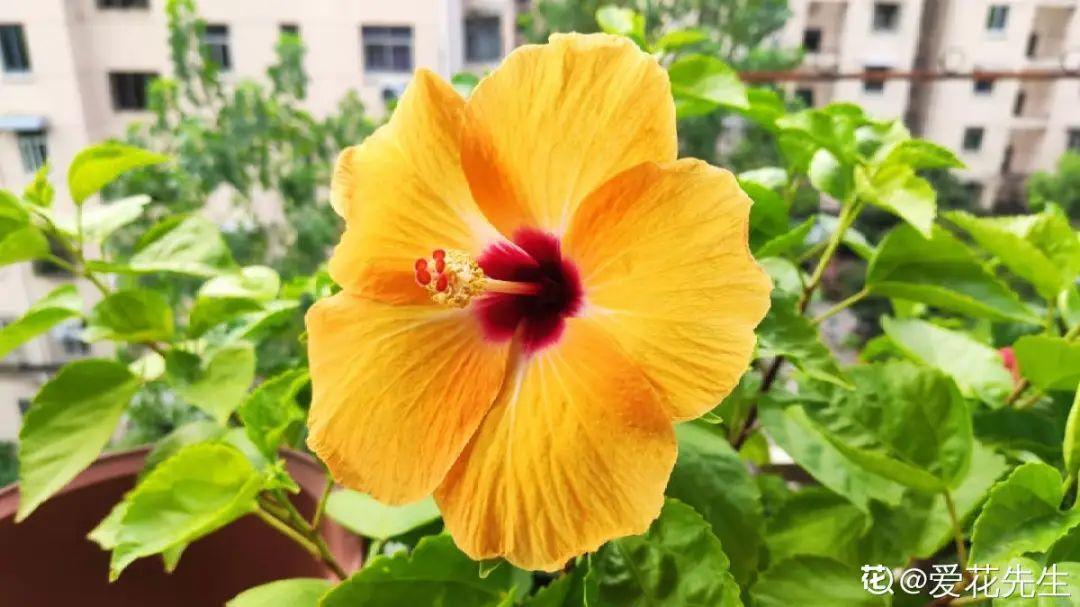 蓝目菊|蓝雪花妥妥的开花机器，花量大、花期长，让人不得不爱