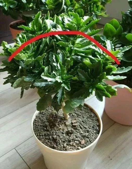 粗壮|长寿花越养“越瘦”怎么办教你3字口诀,1年变老桩,开成花球