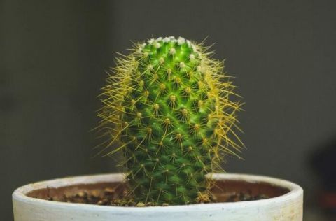 喷水|这9种花冬天别喷水,否则烂根烂叶,后悔都来不及!