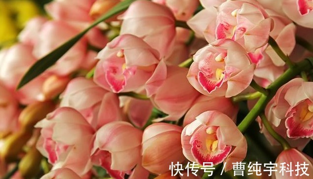 喜欢养花,不如养盆网球花,花色艳丽,花开密集四射如球,特别美