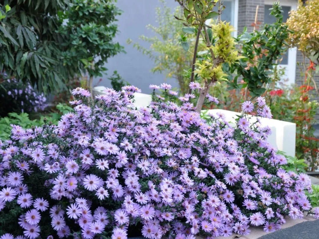 显摆一下我的家丨花开香满院，爱花人在自家庭院建小花园