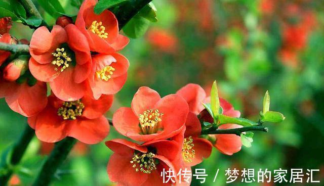 繁星花繁星花|从8月23日开始，家养此款花卉，开花惊艳，丢到阳台