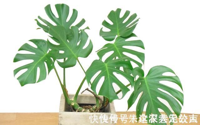 茉莉|7种花夏天爱淋雨,越淋长得越欢,多淋几次,肥料都省了