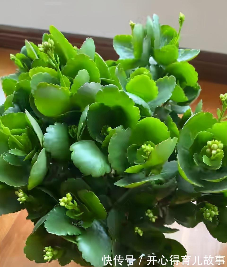 冬天|长寿花有4喜和3怕,冬天养护尤其要注意