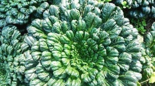 食物|女性不想长皱纹,3种食物要多吃,美容养颜,滋补身体,改善睡眠