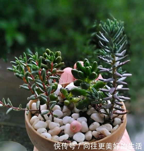 养多肉,不再为缺少花盆发愁,取一瓢,取一碗,取一瓶都能养!
