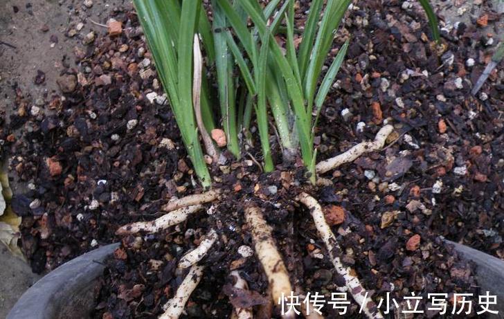 有了农村来的这几样东西,再名贵的花卉都可以养的很好