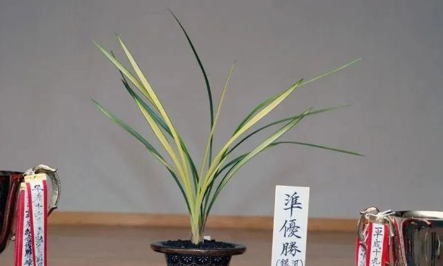 丸姬|日本寒兰欣赏