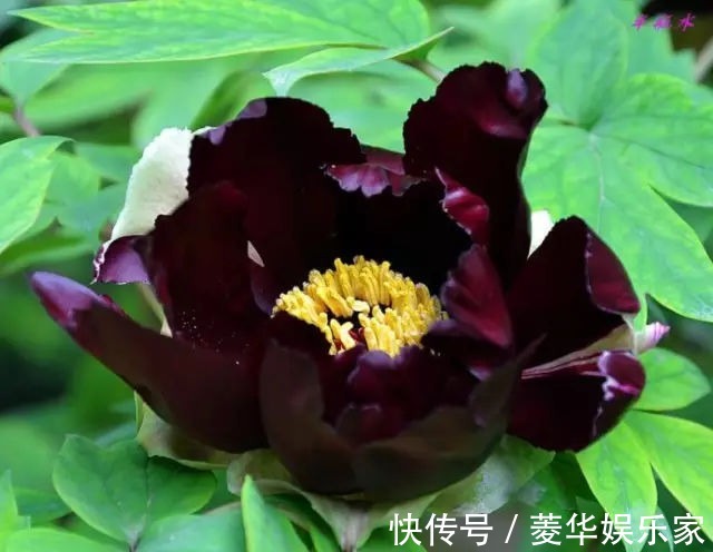 10种罕见的黑色花,都说很高贵,我怎么觉得诡异