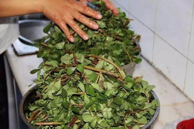 功效|马齿苋居然是“救命”的良药,究竟有哪些功效呢看完果断收藏