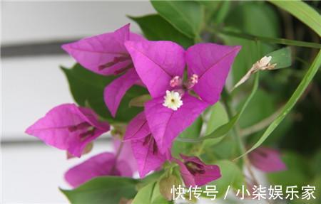 花盆|家里有这3种花，看到这几种“迹象”，别浇水了，先换盆才能养活