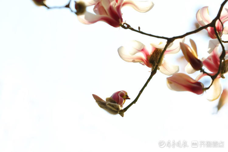 好美的玉兰花！济南趵突泉玉兰花姿态秀丽优雅绽放啦|情报站| 好美的玉兰花！济南趵突泉玉兰花姿态秀丽优雅绽放啦\＂,\＂i12\＂:\＂情报站