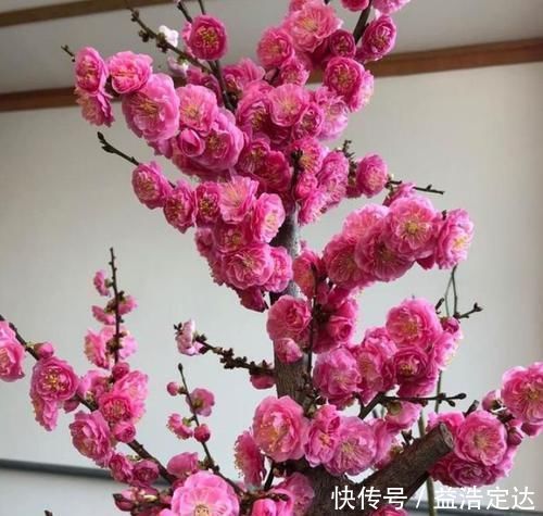 养花就养个花期长的,花大色艳,粉嫩丰腴,绚丽夺目