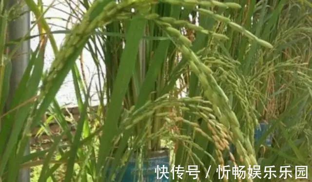其中一位|7旬老人捡了1500个塑料瓶，在自家后院搭起菜园子，全自动管
