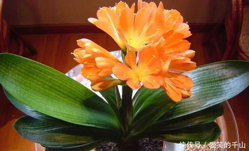 蟹爪兰|家里养这3种花,立夏后一定要少浇水,一浇多就黑腐烂根