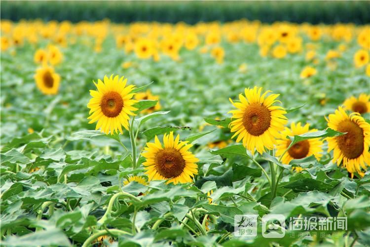 亚油酸|田园风景美如画 莱州朱旺村百亩油葵花海引客来