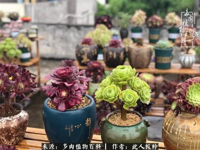 骄阳艳玫瑰，梦幻魔法师！独爱你的百媚千红！