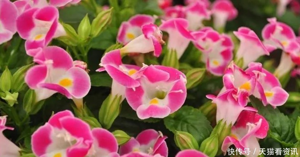 家里就养“2种花”，耐旱又耐晒，花开就爆盆，漂亮又好养！