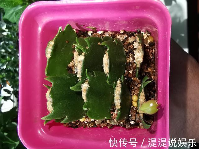 枝条|一个“扦插花卉”的小经验不用生根粉、生根液,照样很快生根!