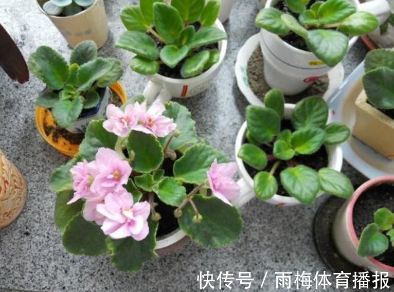 现在赶紧扦插“5种花”,摘颗叶子“插”土里就活,10天就生根!