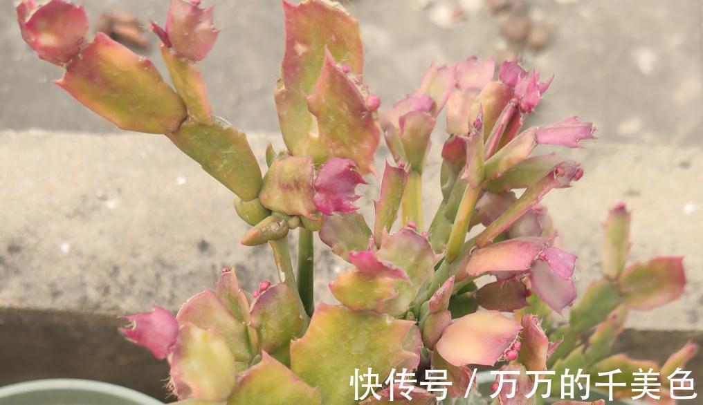 蟹爪兰,秋季苏醒后这样管理才能叶片不萎蔫、花开爆盆不落蕾