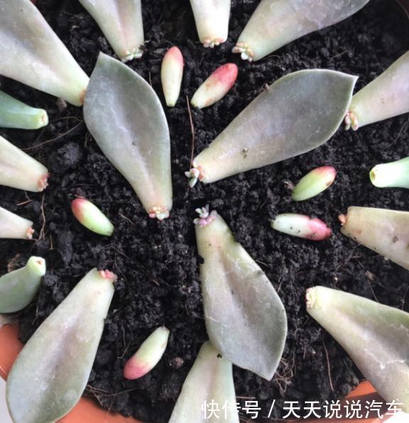 一个多肉小叶片,3个月后养爆盆,咋养的