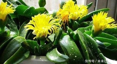泥土|此款多肉外形似手掌,可开出漂亮的黄花,盆栽管理需做到4点