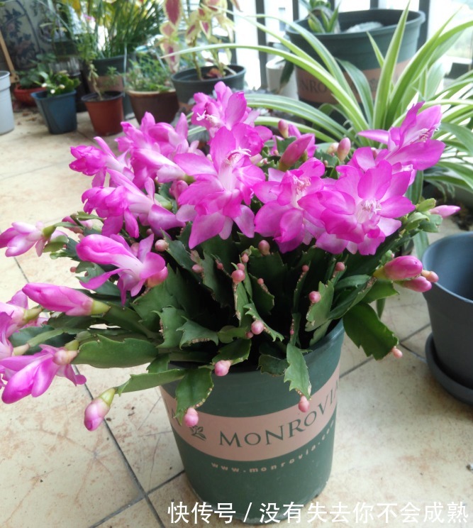 蟹爪兰长出这种叶子，立马掰掉它，嗖嗖冒花苞！