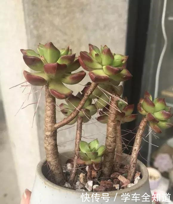多肉植物“夏天”太难养把握“3点技巧”，丢窗台就很美！