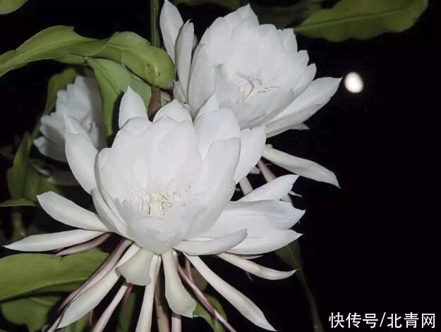 这些花随便扔地上都能长得很好，懒人养花就从这里选