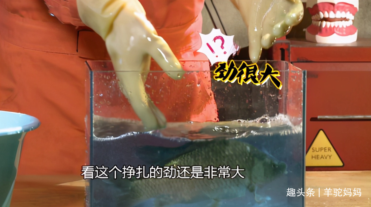 鳞片|仅需一勺“粉”死鱼变活鱼这些打药的鱼,无数父母还疯抢给娃吃