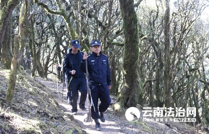 大山|大姚森警：用脚步丈量大山 做生物多样性的守护人