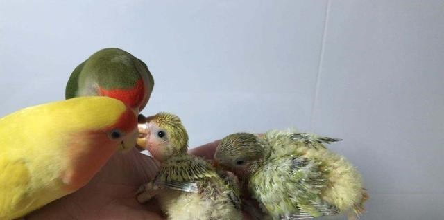 宝妈|鹦鹉将宝宝当成自己孩子,看宝宝吃饭操碎了心,比亲妈还谨慎!