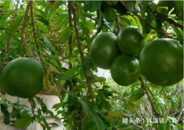 世界上脾气最暴躁的树，20米内无人敢接近，破坏性极强