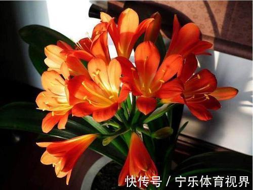 叶心里|养兰2年的君子兰从未开花?学会浇水方法,长势旺开花美!