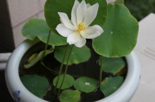 碗莲花儿惹人爱,掌握以下技巧,现在播种,夏天开花不是问题