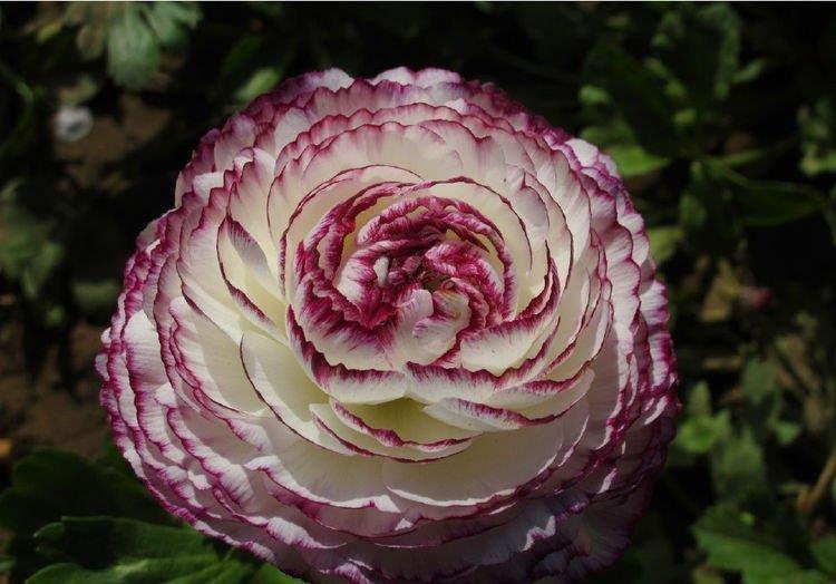 重瓣凤仙花|庭院选这几款花,花姿妖娆,花开美观又大气,花色艳丽灿烂无双