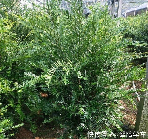 从来不黄叶,人称“长寿树”,家中养棵“它”,红红绿绿贼好看!