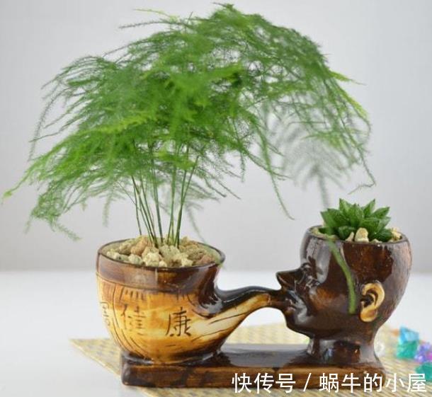 家里养4种漂亮花,国庆后赶紧修剪备份,长老了来年没花赏