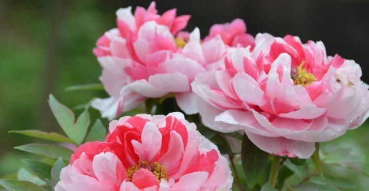 家里就养4种花,妖艳妖娆,层层交叠,烂漫迷人眼