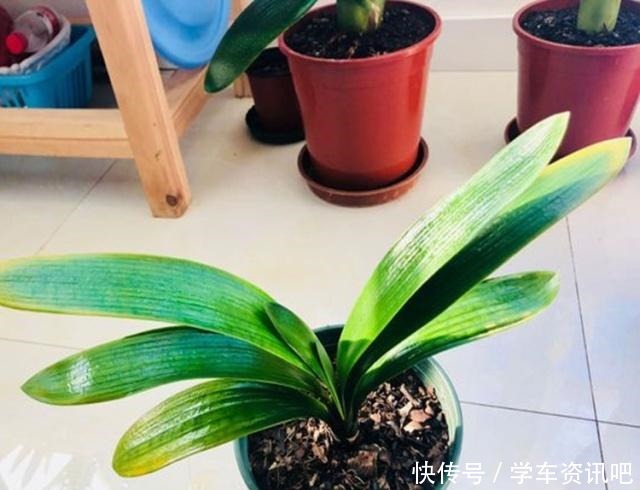 别只会用“淘米水”了,试下这种“脏脏水”,君子兰用上,长势旺!