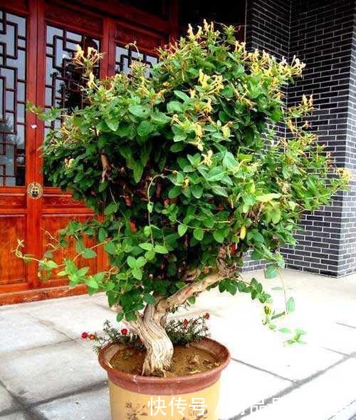 正好碰到路边修剪2种树,捡点枝条拿回家,扦插成盆栽开花香极了!