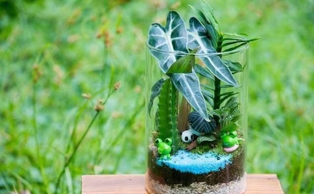 瓶景植株|过年大火的瓶景自己做,一瓶就是一个景观,小小一个真有趣